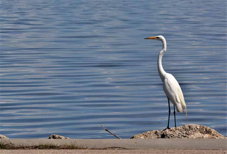 egret